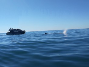 Kaikoura et les baleines